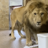 В Ленинградском зоопарке празднуют День Рождения льва Адама